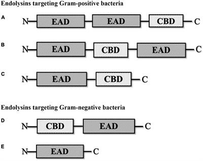 Endolysins against <mark class="highlighted">Strep</mark>tococci as an antibiotic alternative